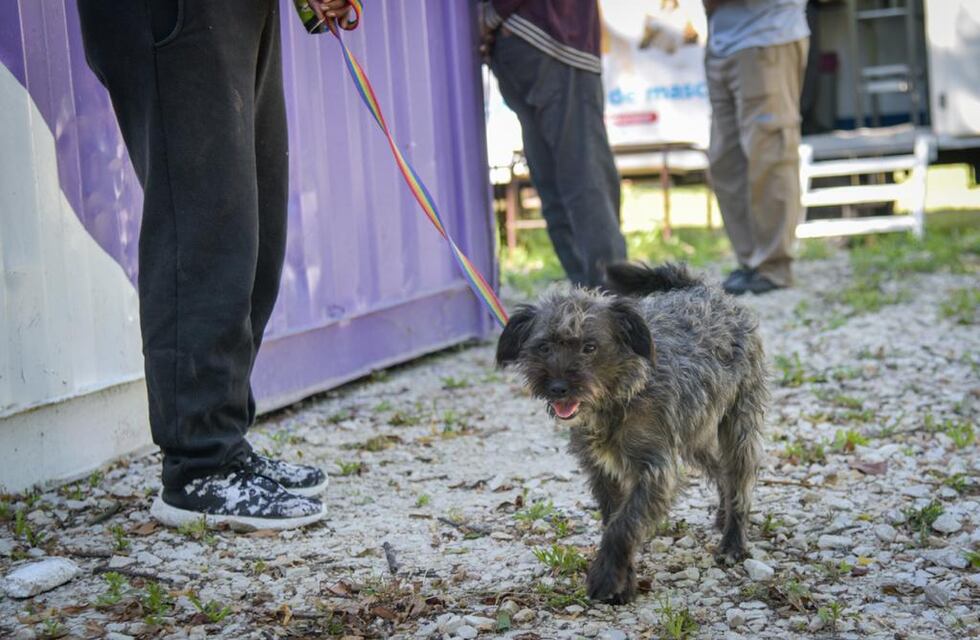 Nuevas ubicaciones de los quirófanos móviles para animales