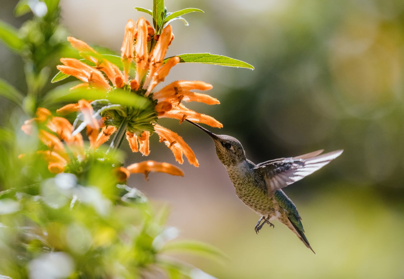 colibrí en septiembre