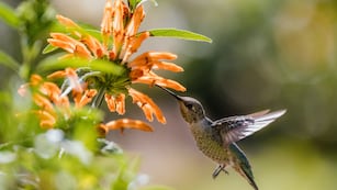 Qué significa la llegada de un colibrí a tu hogar, según el Feng Shui.
