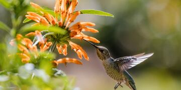 Qué significa la llegada de un colibrí a tu hogar, según el Feng Shui.