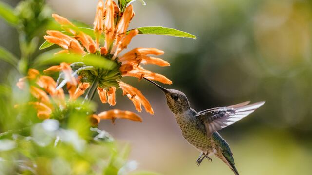 Qué significa la llegada de un colibrí a tu hogar, según el Feng Shui.