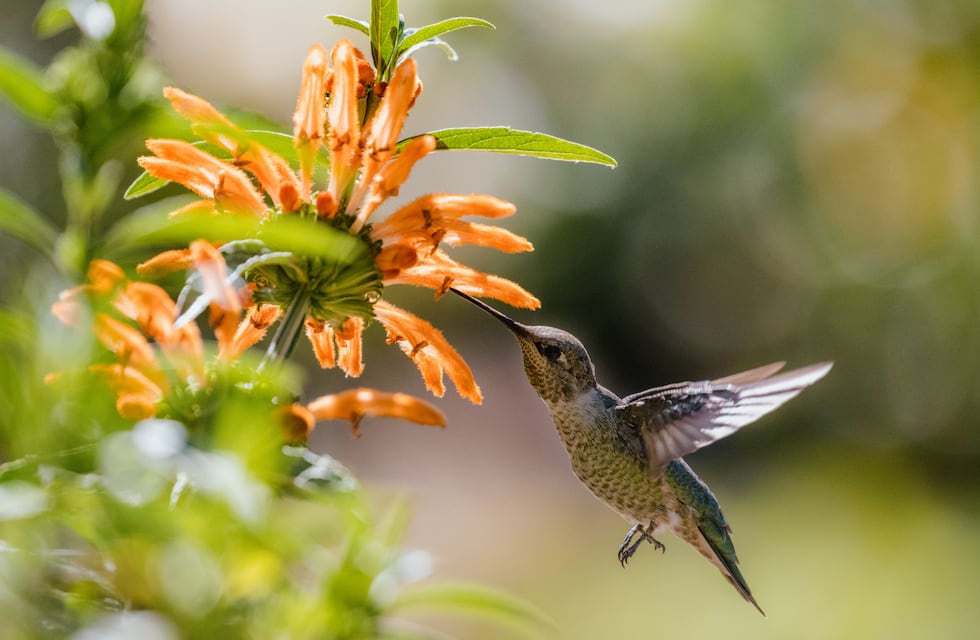 Qué significa la llegada de un colibrí a tu hogar, según el Feng Shui