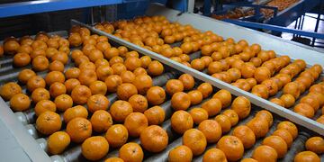 Fuerte aumento en el volúmen de exportación citrícola