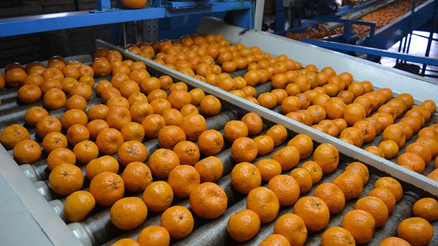 Fuerte aumento en el volúmen de exportación citrícola