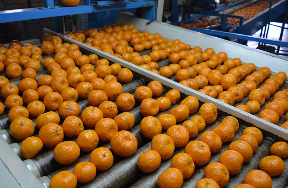 Cítricos Argentinos alcanzan el mayor volumen de exportación en 7 años