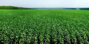 SOJA. El cultivo está en muy buenas condiciones en EE.UU. y llevaron al Usda a hacer pronósticos muy optimistas.