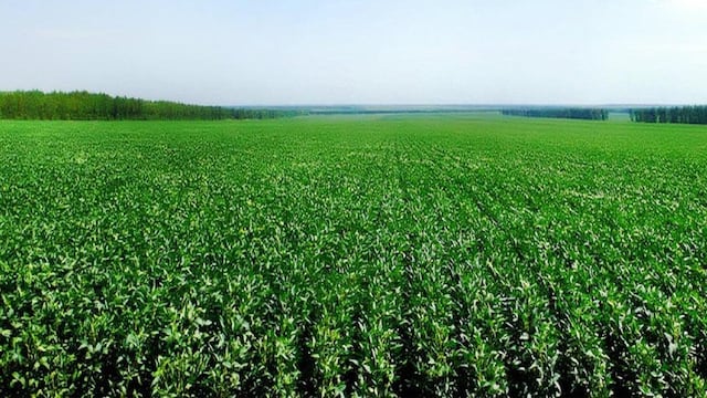 SOJA. El cultivo está en muy buenas condiciones en EE.UU. y llevaron al Usda a hacer pronósticos muy optimistas.