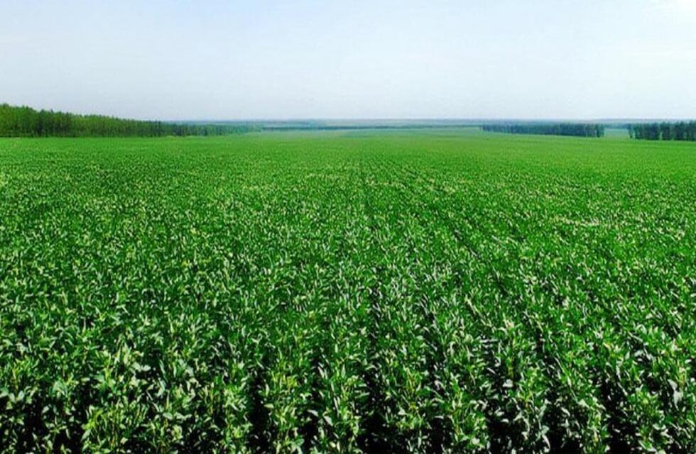 Nuevo informe semanal del progreso de los cultivos por el USDA