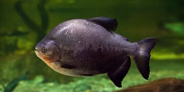 Encontraron en Corrientes un pez amazónico y alertan por un eventual daño ecológico