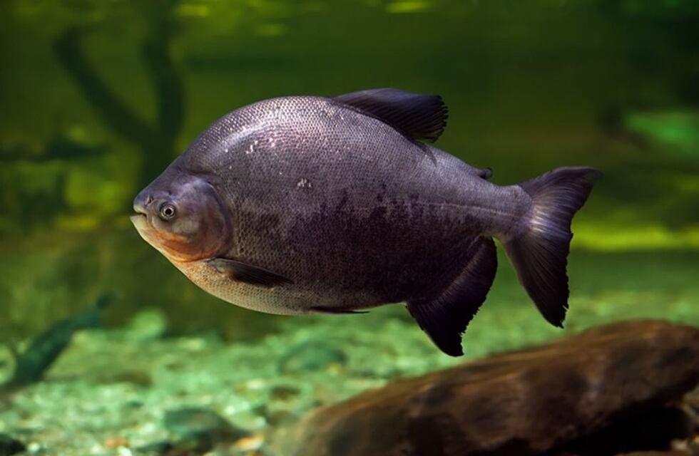 Encontraron en Corrientes un pez amazónico y alertan por un eventual daño ecológico