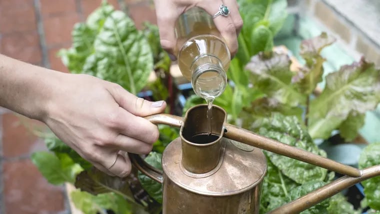 Por qué colocar vinagre en las hojas de las plantas