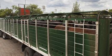 Camión con ganado