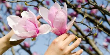 Magnolia: cómo cuidarla y dónde ponerla para que atraiga el amor.