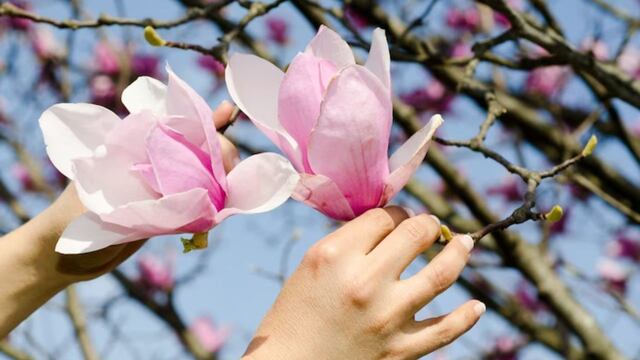 Magnolia: cómo cuidarla y dónde ponerla para que atraiga el amor.