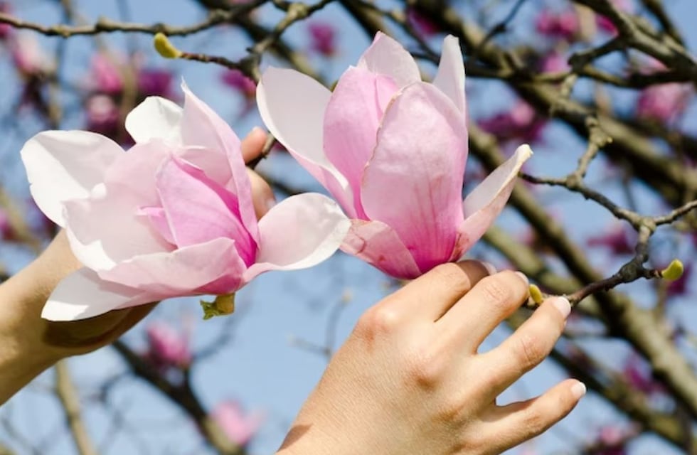Magnolia: cómo cuidarla y dónde ponerla en casa para que atraiga el amor