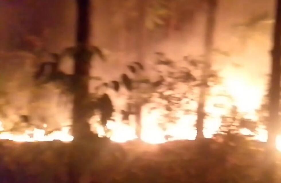 Eldorado: Bomberos debieron sofocar un foco ígneo en un pinar