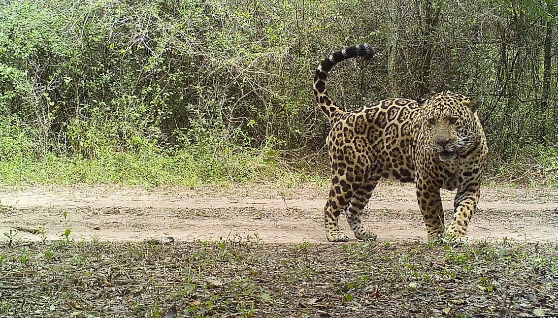 Yaguareté. (Gentileza Verónica Quiroga)