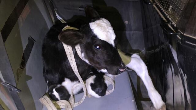 Una de las terneras que fue recuperada por la policía, aún no aparece la segunda que feran robada del Tambo Guercio.