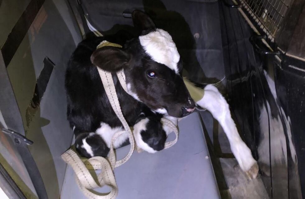 Detienen a 3 personas por robar dos terneras de un tambo en Guaymallén