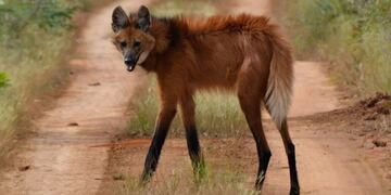 El aguará guazú o zorro con zancos es una especie en peligro de extinción muy difícil de ver.