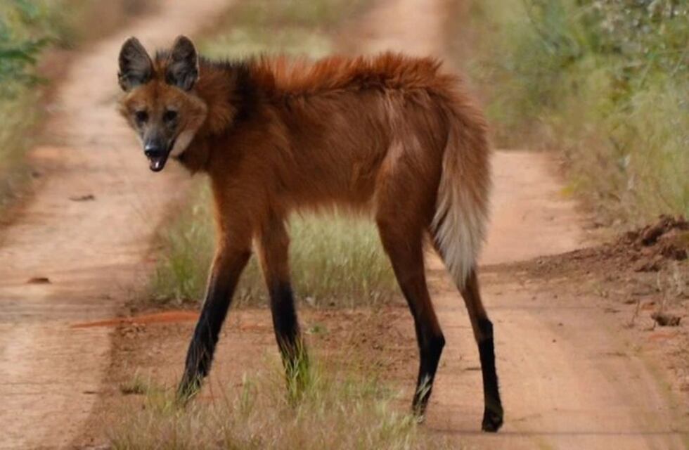 Grupo voluntario de “Dejando Huellas en Pérez” reportó presencia de un aguará guazú en la zona