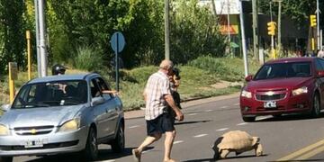 Encontraron una tortuga gigante en San Rafael.