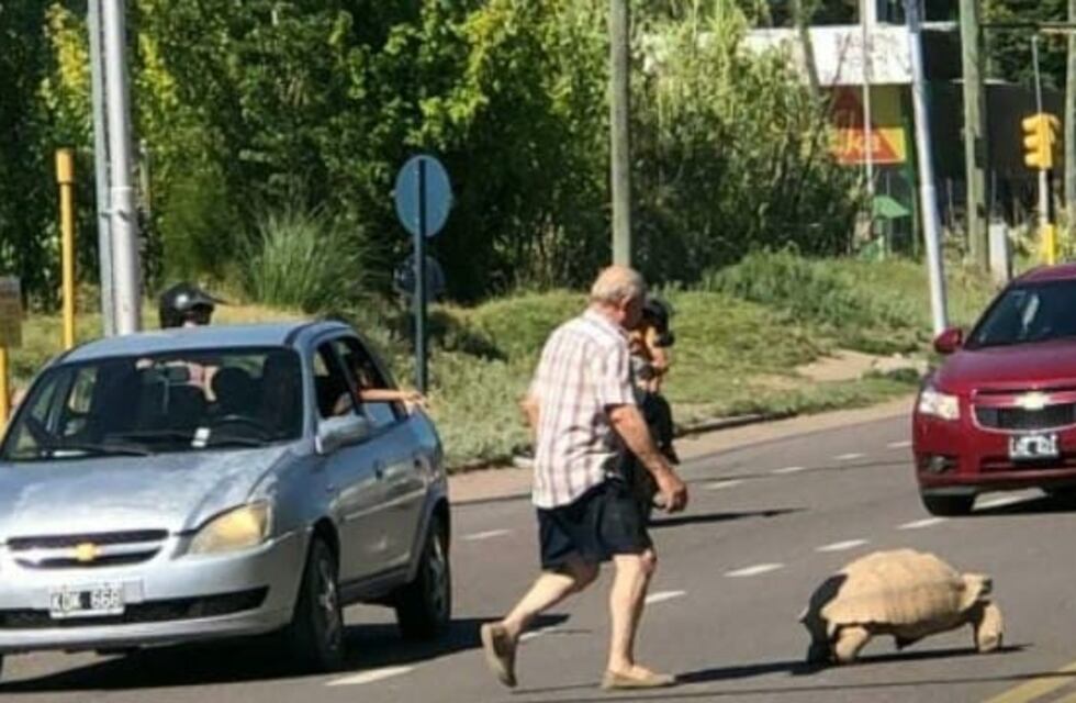 De no esperarse: una tortuga gigante sorprendió a la gente en el centro de San Rafael