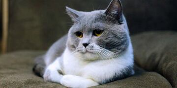 Hay una raza de gatos que no causan alergia. (Pexel/Imagen ilustrativa)