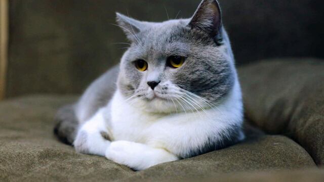 Hay una raza de gatos que no causan alergia. (Pexel/Imagen ilustrativa)