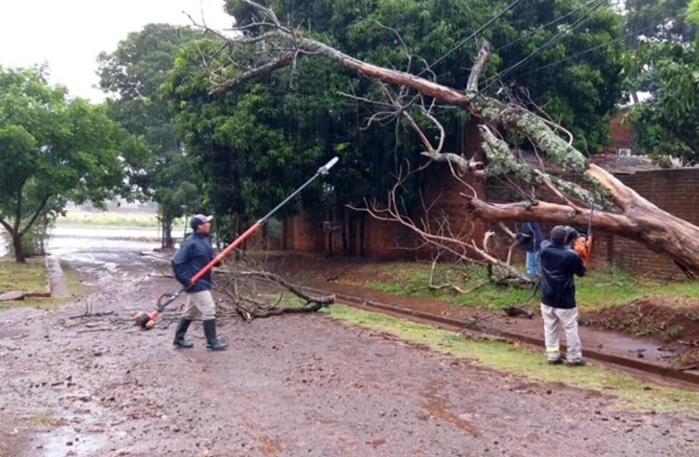 Posadas: tormenta y fuertes vientos provocaron la caída de árboles