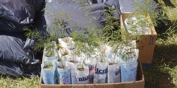 Algunos de los plantines de árboles nativos, entre otros productos sustentables que el vecino se llevó tras entregar su "ecobotella".