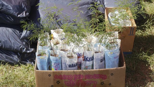Algunos de los plantines de árboles nativos, entre otros productos sustentables que el vecino se llevó tras entregar su "ecobotella".