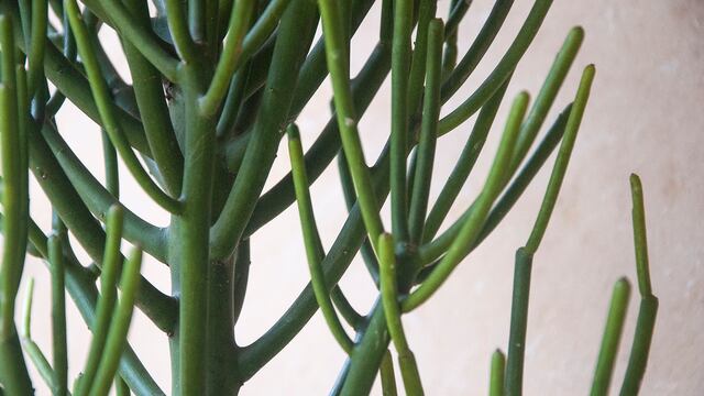 Árbol de los dedos: una planta versátil y de fácil cuidado para darle alegría a tu casa