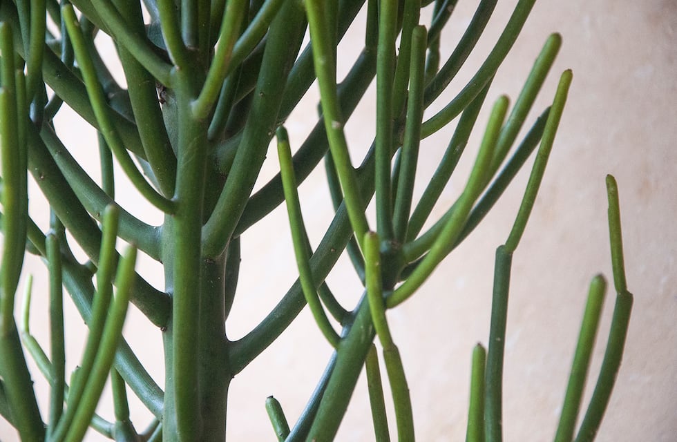 Árbol de los dedos: una planta versátil y de fácil cuidado para darle alegría a tu casa