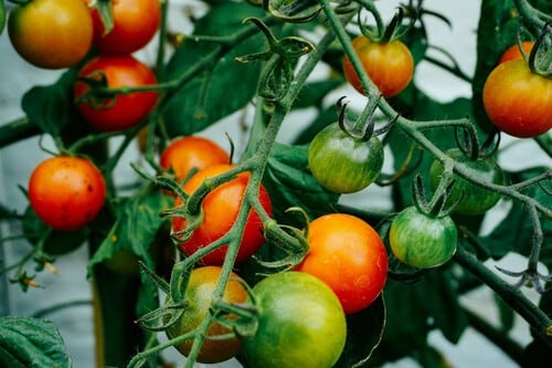 Tomate: para sembrar en septiembre