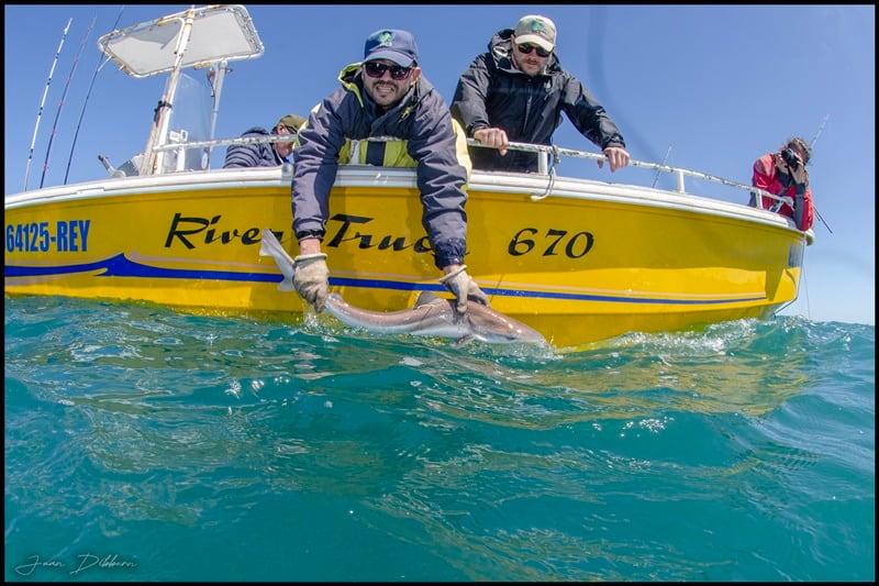 Conservar tiburones: un proyecto federal que une ciencia y pesca responsable (Foto Juan Dibbern)
