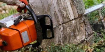 San Pedro: motosierrista falleció aplastado por un árbol.