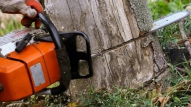 San Pedro: motosierrista falleció aplastado por un árbol.