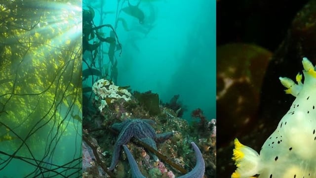 Actividades por el Día Mundial de los Océanos