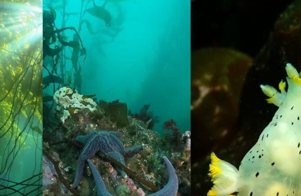 Actividades por el Día Mundial de los Océanos