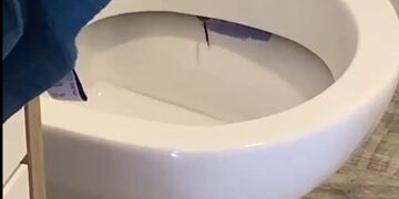 Un extraño animal apareció dentro del inodoro.