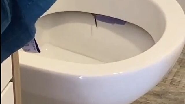 Un extraño animal apareció dentro del inodoro.