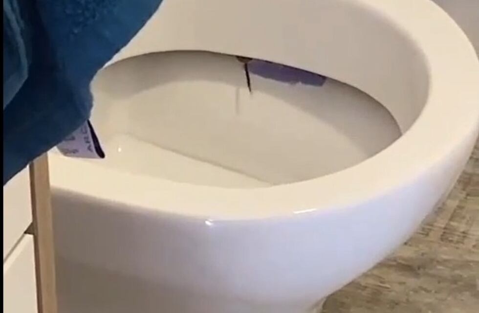 Alta Gracia: fueron al baño y los sorprendió un exótico animal dentro del inodoro