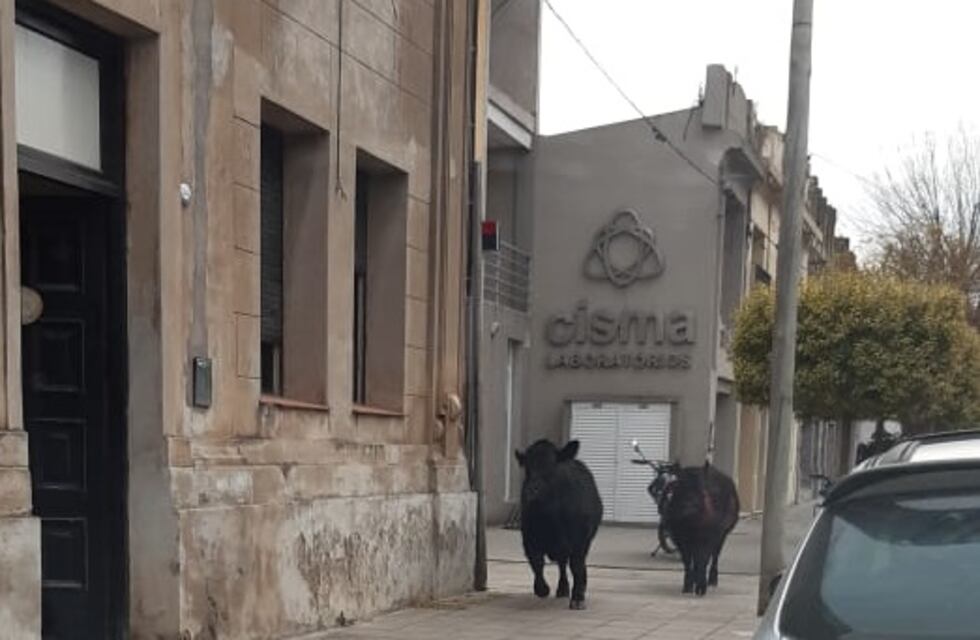 Desbarrancó un camión con vacas, animales sueltos por la ciudad