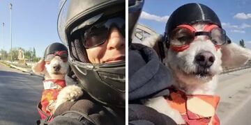 Pietro, el perrito motoquero fue a las urnas