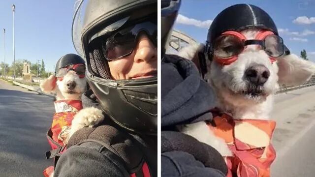 Pietro, el perrito motoquero fue a las urnas