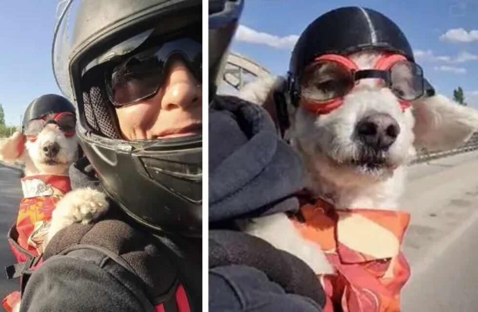 Pietro, el caniche motoquero de Neuquén, fue a votar este domingo con su mejor look