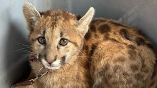 El cachorro de puma estaba cautivo en una casa en el interior de Córdoba.