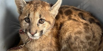 El cachorro de puma estaba cautivo en una casa en el interior de Córdoba.
