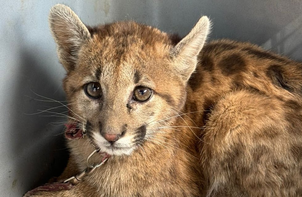 Tenían un puma de mascota en Córdoba y la Policía Ambiental lo rescató: cuál será su destino